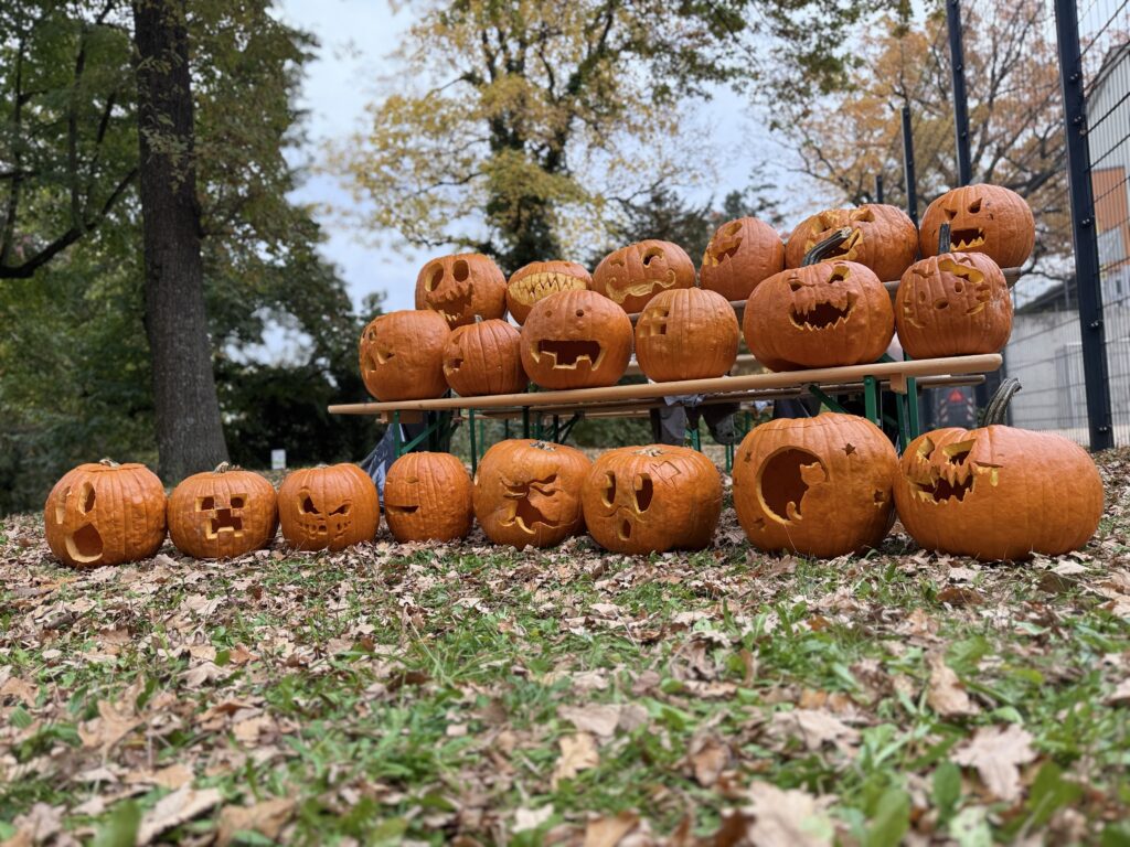 Alle 12 Kürbisse ausgestellt im Fanny-Park